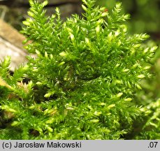 Thamnobryum alopecurum (krzewik źródliskowy)