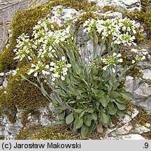 Thlaspi montanum