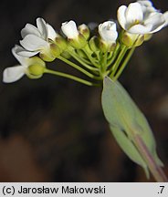 Thlaspi montanum