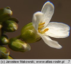 Thlaspi montanum