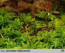 Thuidium tamariscinum (tujowiec tamaryszkowaty)