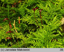 Thuidium tamariscinum (tujowiec tamaryszkowaty)