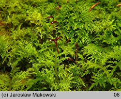 Thuidium tamariscinum (tujowiec tamaryszkowaty)