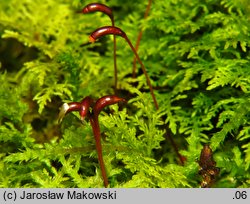 Thuidium tamariscinum (tujowiec tamaryszkowaty)