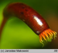 Thuidium tamariscinum (tujowiec tamaryszkowaty)