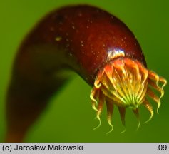 Thuidium tamariscinum (tujowiec tamaryszkowaty)