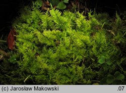 Thuidium tamariscinum (tujowiec tamaryszkowaty)