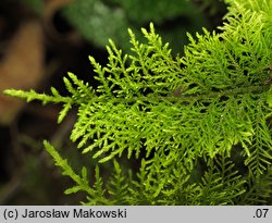 Thuidium tamariscinum (tujowiec tamaryszkowaty)