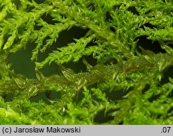 Thuidium tamariscinum (tujowiec tamaryszkowaty)