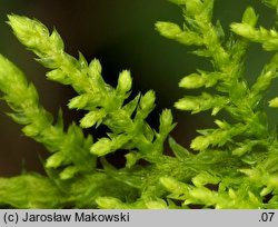 Thuidium tamariscinum (tujowiec tamaryszkowaty)