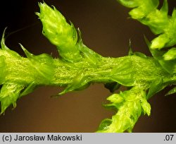 Thuidium tamariscinum (tujowiec tamaryszkowaty)