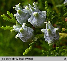 Platycladus orientalis (biota wschodnia)