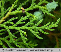 Platycladus orientalis (biota wschodnia)