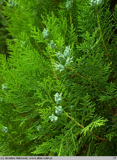 Platycladus orientalis (biota wschodnia)