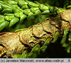 Thujopsis dolabrata (żywotnikowiec japoński)