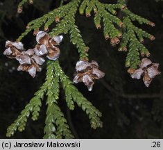 Thujopsis dolabrata (żywotnikowiec japoński)