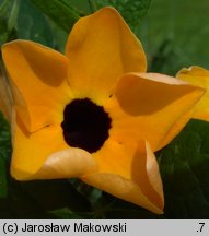 Thunbergia alata (tunbergia oskrzydlona)