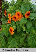 Thunbergia alata (tunbergia oskrzydlona)