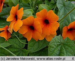 Thunbergia alata (tunbergia oskrzydlona)