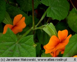 Thunbergia alata (tunbergia oskrzydlona)