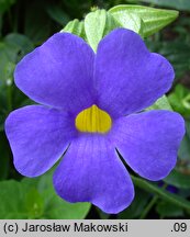 Thunbergia battiscombei