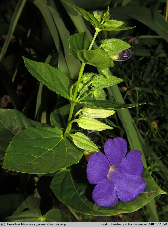 Thunbergia battiscombei