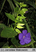 Thunbergia battiscombei