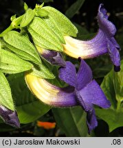 Thunbergia battiscombei