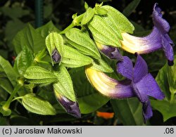 Thunbergia battiscombei