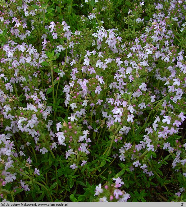 Thymus vulgaris (macierzanka tymianek)