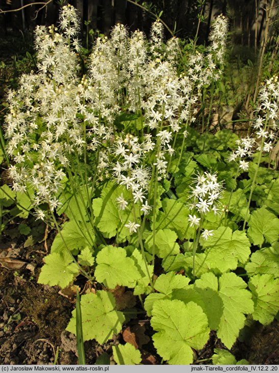 Tiarella cordifolia (tiarella sercolistna)