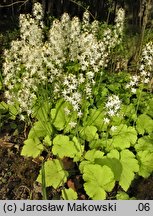 Tiarella cordifolia (tiarella sercolistna)