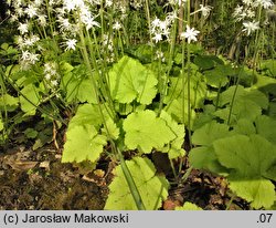 Tiarella cordifolia (tiarella sercolistna)