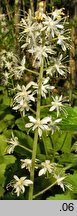 Tiarella cordifolia (tiarella sercolistna)