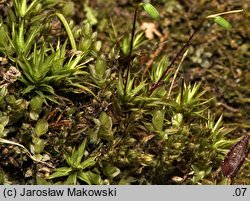 Timmia bavarica (trzęślik bawarski)