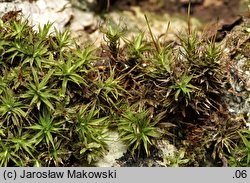 Timmia bavarica (trzęślik bawarski)