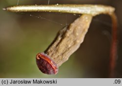 Timmia bavarica (trzęślik bawarski)