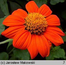 Tithonia rotundifolia (titonia okrągłolistna)