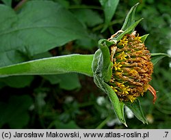 Tithonia rotundifolia (titonia okrągłolistna)