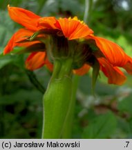 Tithonia rotundifolia (titonia okrągłolistna)