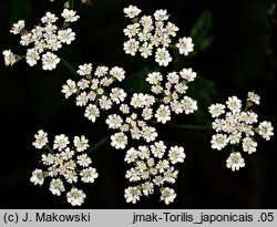 Torilis japonica (kłobuczka pospolita)