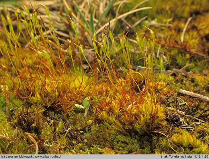 Tortella inclinata (kędzierzawka nachylona)