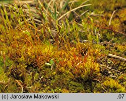 Tortella inclinata (kędzierzawka nachylona)