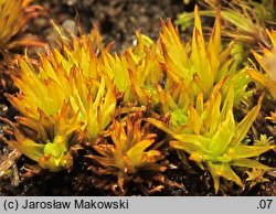 Tortella inclinata (kędzierzawka nachylona)