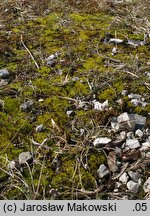 Tortella inclinata (kędzierzawka nachylona)