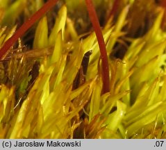 Tortella inclinata (kędzierzawka nachylona)