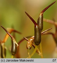 Tortella inclinata (kędzierzawka nachylona)