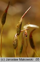 Tortella inclinata (kędzierzawka nachylona)