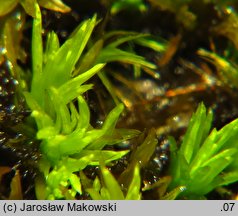 Tortella inclinata (kędzierzawka nachylona)