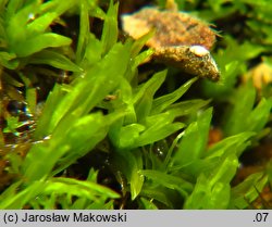 Tortella inclinata (kędzierzawka nachylona)